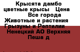 Крысята дамбо цветные крысы › Цена ­ 250 - Все города Животные и растения » Грызуны и Рептилии   . Ненецкий АО,Верхняя Пеша д.